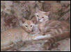 Sweethearts
