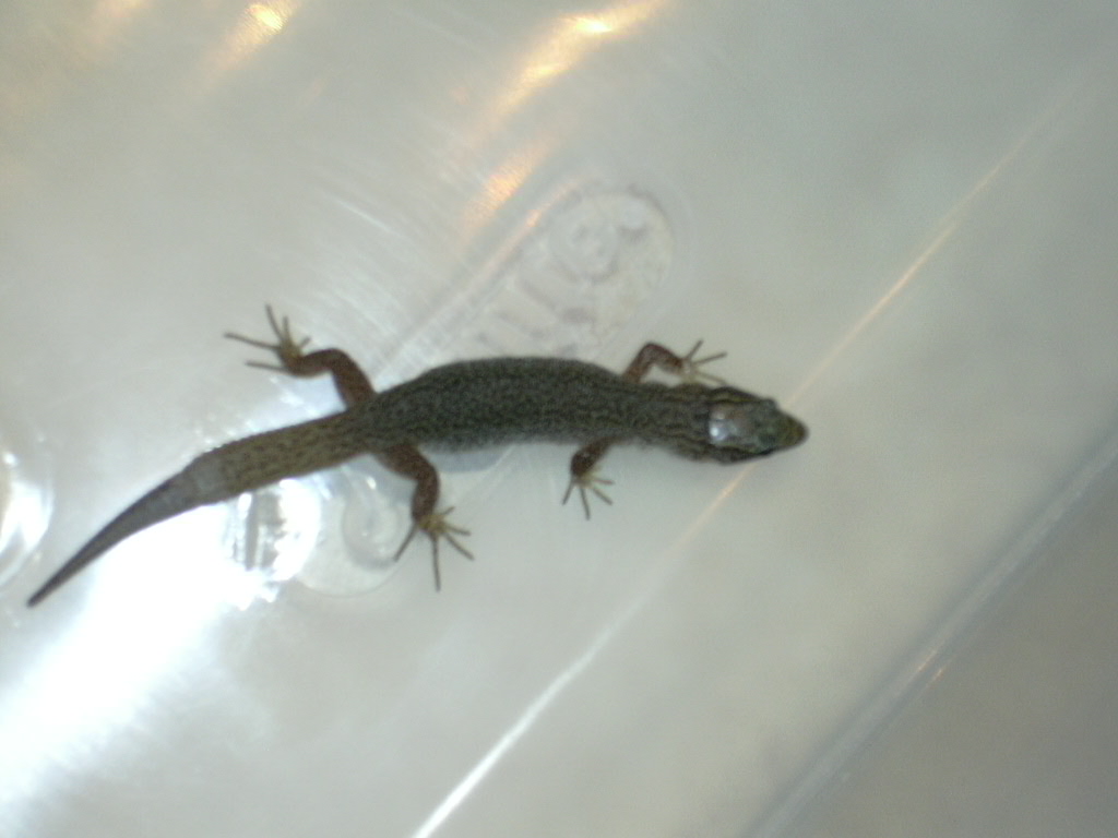 Yucca Night Lizard