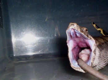 Snake french Kisses Rat