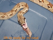 Feeding Time