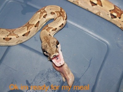 Feeding Time
