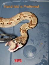 Feeding time