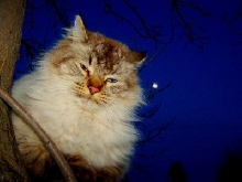 Night Pose