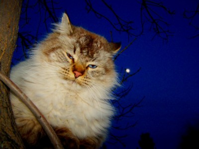 Night Pose