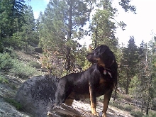 On Alert