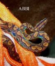 ABBI