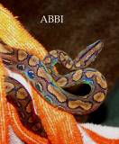 ABBI