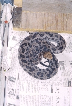 WC Copperhead