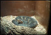 Female Cottonmouth