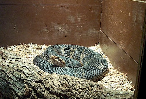 Female Cottonmouth