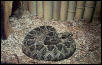 Male Eastern Diamondback