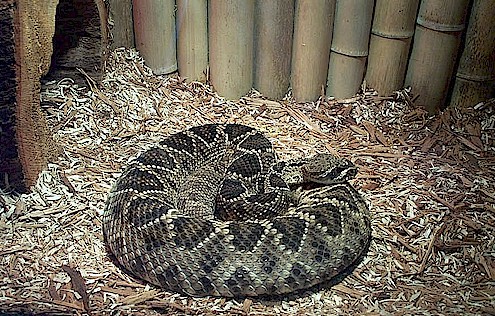 Male Eastern Diamondback