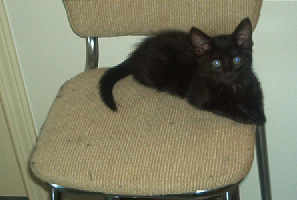 Seyolem our Little Stud