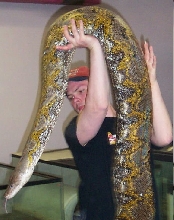 calico retic