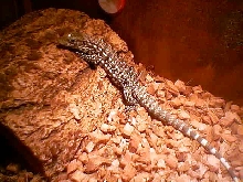 Goliath