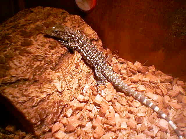 Goliath