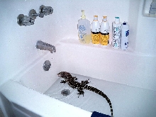 Goliath in the tub at 11 months...growing faster than hell!