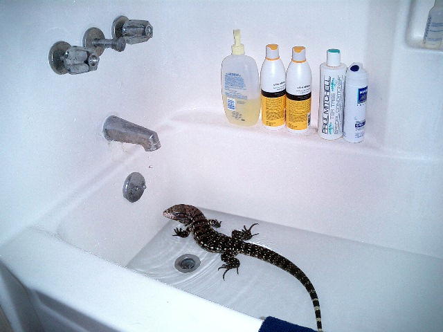 Goliath in the tub at 11 months...growing faster than hell!