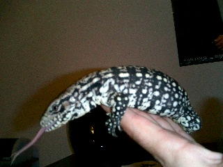 Goliath Chillin on my hand