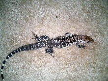 Goliath chillin on the carpet