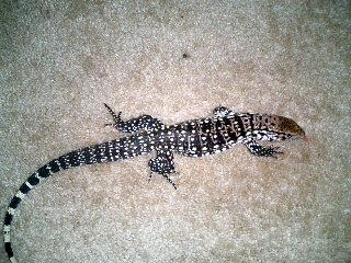 Goliath chillin on the carpet