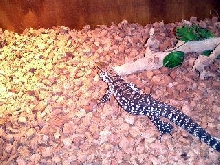 Goliath at 2 months