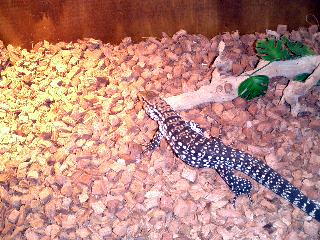 Goliath at 2 months
