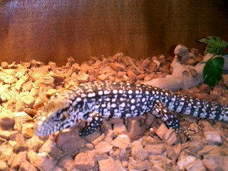 Goliath the Great