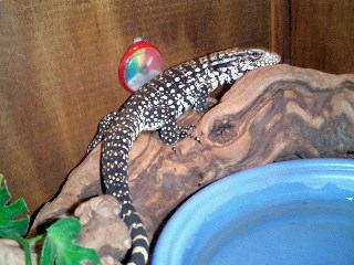 Goliath Climbing for exercise