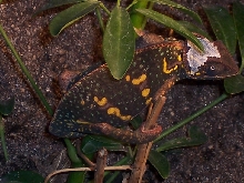 Gravid Female Veiled