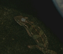 Gravid Female in Laying Bin