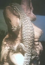 Basking