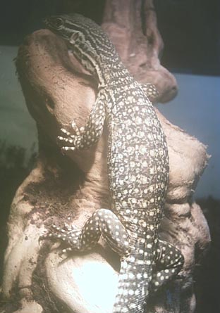 Basking