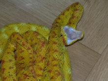 schlegelii