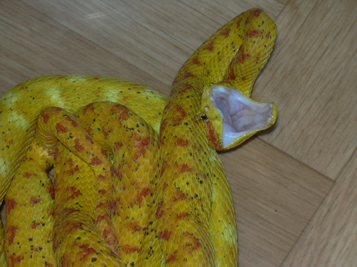 schlegelii