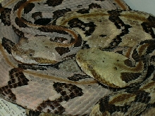 my couple of canebrake