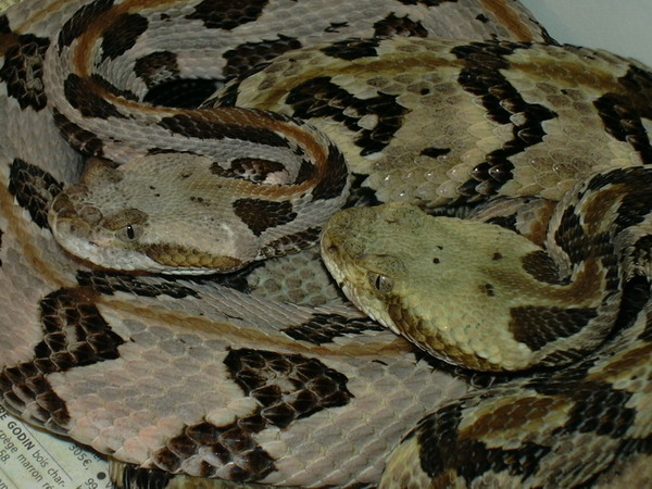 my couple of canebrake