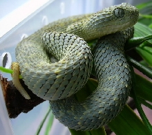squamigera