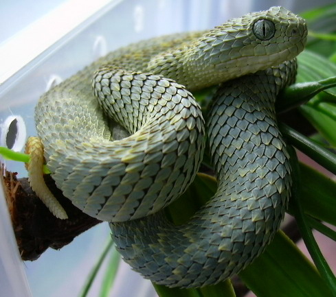 squamigera