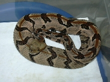 baby canebrake