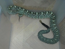 molossus