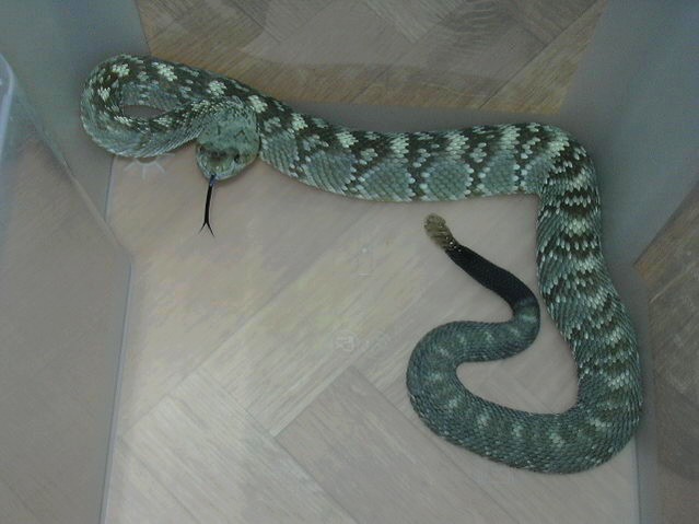 molossus