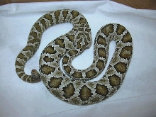enyo