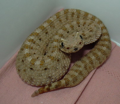 cerastes