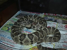 enyo
