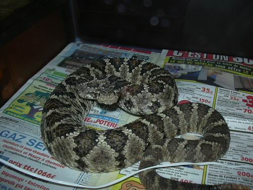 enyo