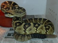 molossus