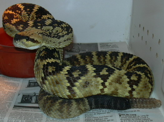 molossus