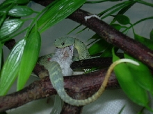 squamigera