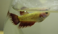 Female Betta